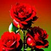 user84617806545817