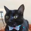 panterita.miau