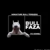 bull_faza