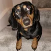 hugosausagedog1979