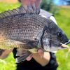 archie.fish5