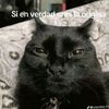 isppab