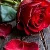 anmol93668