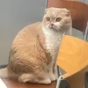 sheriffblackcat030