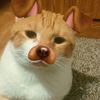 cat.lverm