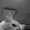 emmalatipa._
