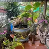 nguyn.vn.th195