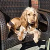 aurora_cockerspaniel