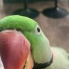 gumbleofficial