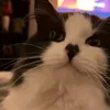もえもえ