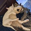 pisicile_aristocrate777