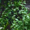 vinh_le22287