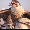 abo.mishal207