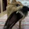 pskausisigla