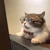 meotrangdinhmuc