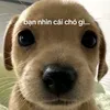 chwphg4