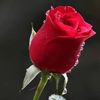 hnin.si.nwe