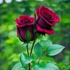 aysha98591