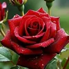 remzi.ali5