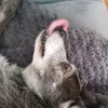 maxskugi