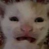 rrabit_st