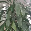 taphoanhaminhvoi