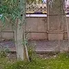 ali774943
