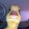 aderin_____