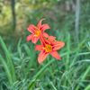 lizzie23076