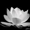ngoc.anh0494