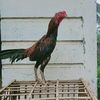 nirvanajayafarm