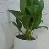 thch.trng.cy78