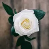 lillyofthevelly
