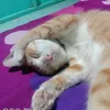 mamasultan98