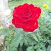 md.sharif.sp