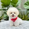 poodle_xinh
