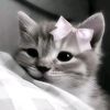 udish_0