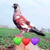 user5936613536712