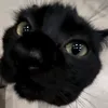 alekriwowe4