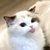 ayaa_8484