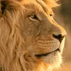 wildlifevideo6