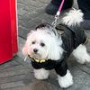 chicopicco