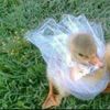 erin.ducks