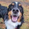 elitheenglishshepherd