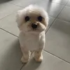 milothegolddust