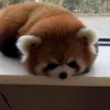 bunnixku