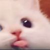 tsum_zoommm