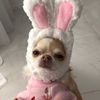 _.cheeky.rabbit._