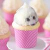 sealcupcake3