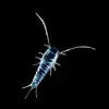 will_silverfish007